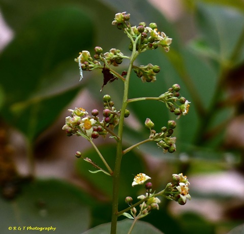 {Cotinus coggygria}